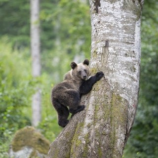 In Virginia ist ein Jäger von einem Bär erschlagen worden. Ein Kollege hatte den Bär vom Baum geschossen.