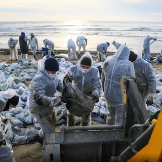 Tragödie im Schwarzen Meer: Öl, tote Delfine und tausende Helfer