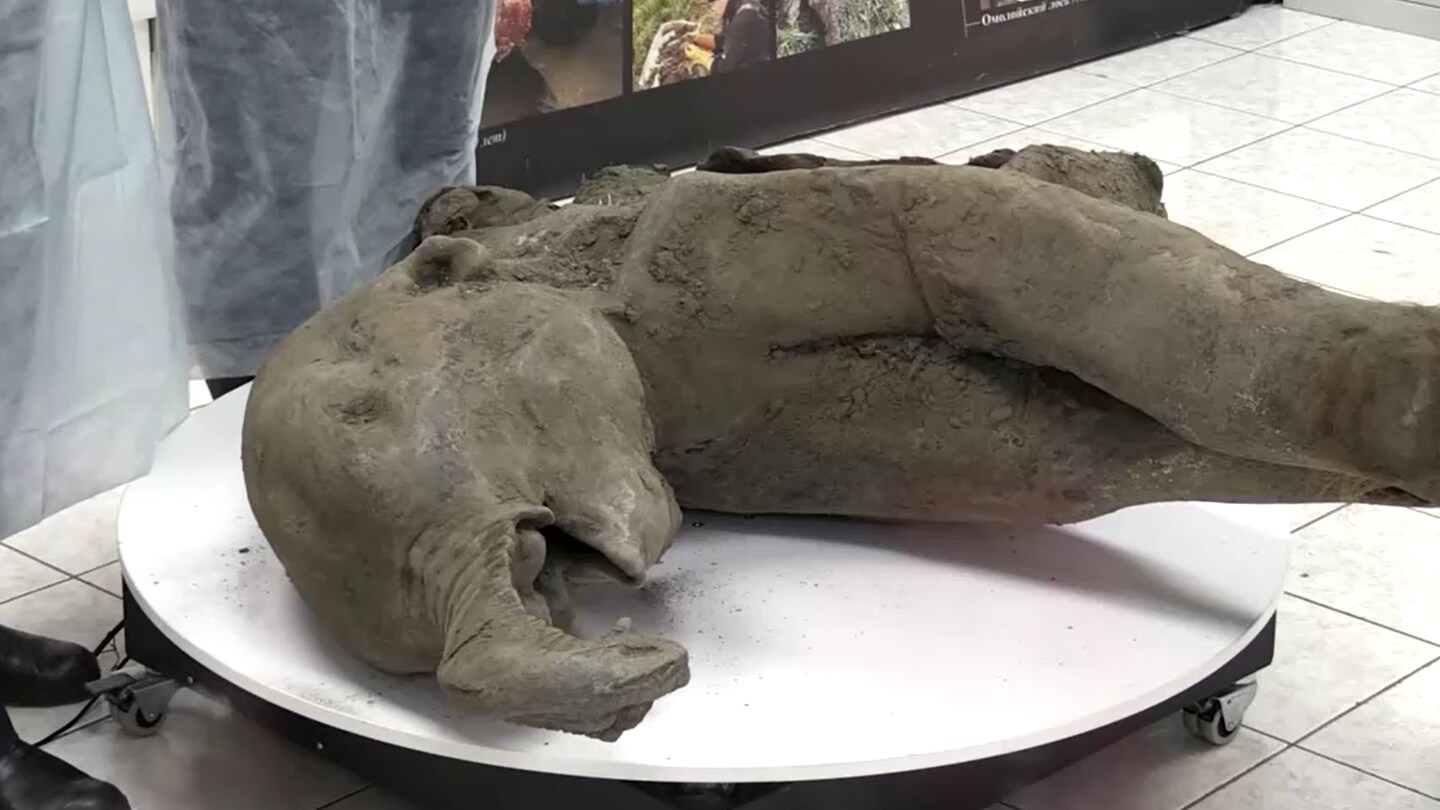 Das Fossil des Baby-Mammuts wurde von der Universität in Jakutsk präsentiert.