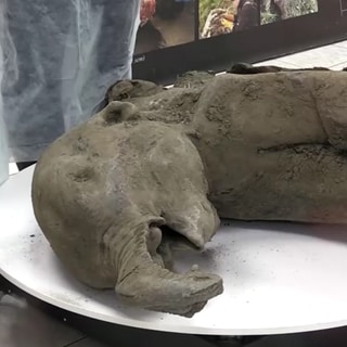 Das Fossil des Baby-Mammuts wurde von der Universität in Jakutsk präsentiert.