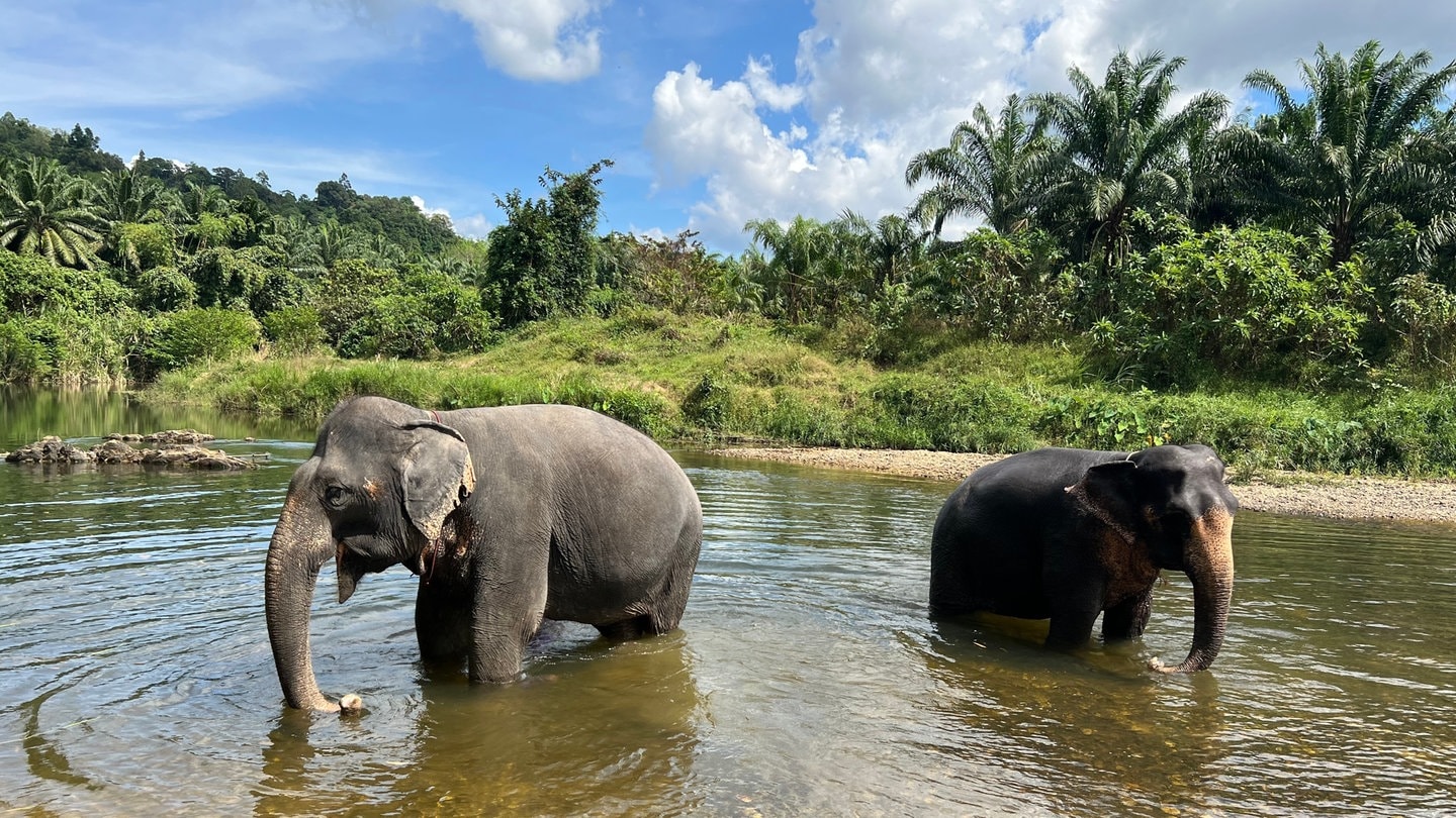 Zwei Elefanten stehen in einem Fluss im Khao Sok Nationalpark im Süden von Thailand. Thailand will seine steigende Elefantenpopulation künftig mit Verhütungsspritzen besser regulieren.