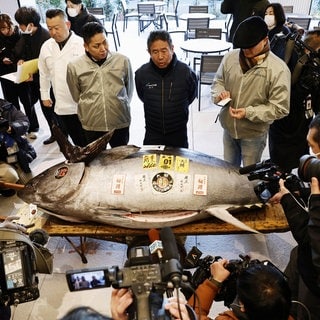 Ein Roter Thunfisch, der bei der ersten Auktion des Jahres 207 Millionen Yen (rund 1.3 Millionen Euro) erzielte, wird auf dem Toyosu-Markt in Tokio ausgestellt.