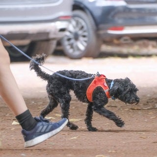 Im Kreis Kaiserslautern wurden offenbar Giftköder ausgelegt. Hundebesitzer sollten beim Gassigehen aufpassen.