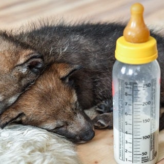 Hunde-Welpen werden mit Flasche aufgezogen: Eine Hündin hat ihren Welpen vor einer Tierklinik abgelegt.