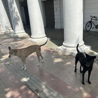 In Marokko sind schätzungsweise rund drei Millionen Hunde auf den Straßen unterwegs.