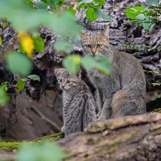 Eine kleine Wildkatze sitzt in einem Gehege des Duisburger Zoos neben ihrer Mutter. Das verspielte Jungtier war Mitte Juli geboren worden. Europäische Wildkatzen gehören in Deutschland zu den gefährdeten, heimischen Tierarten.