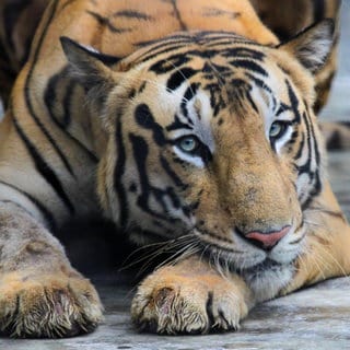 Der Königstiger (auch Bengal-Tiger oder Indischer Tiger genannt), ruht in seinem Gehege im Alipore Zoo. Die Tigerpopulation Indiens ist gestiegen.