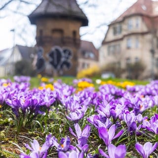 Endlich Frühling! Am Freitag knacken wir die 19-Grad-Marke 🥳 Die kommenden Tage gibt es gutes Wetter in Deutschland, vor allem im Westen. Am Freitag solls sogar 19 Grad werden.