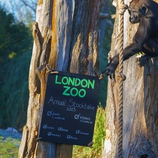 London Zoo Annual Stocktake