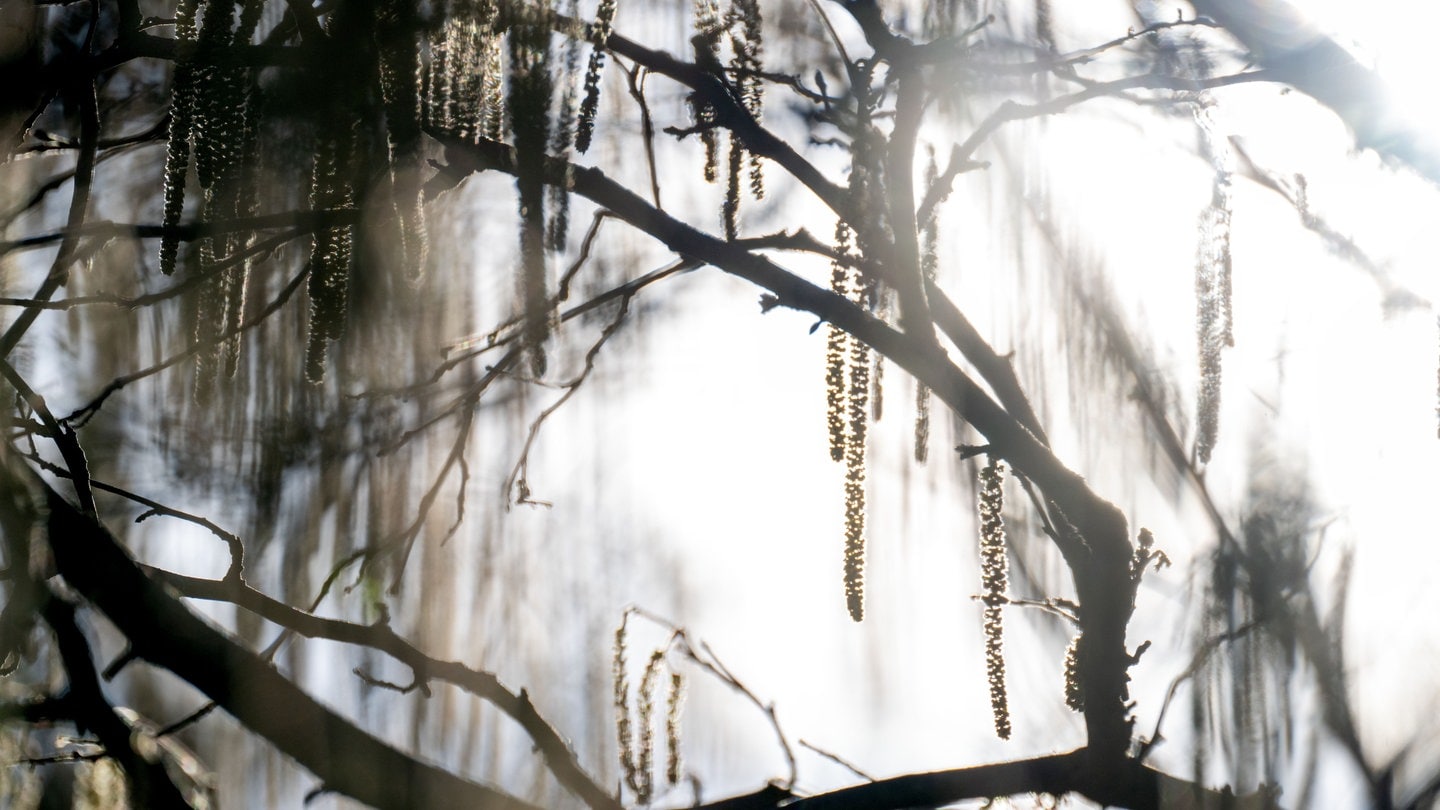 Pollen-Alarm-Bist-du-auch-schon-am-Niesen-