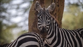 Ein Zebra - Im Krüger Nationalpark haben Touristen die Geburt eines Zebras gefilmt.