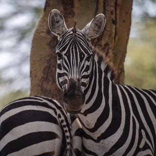 Ein Zebra - Im Krüger Nationalpark haben Touristen die Geburt eines Zebras gefilmt.