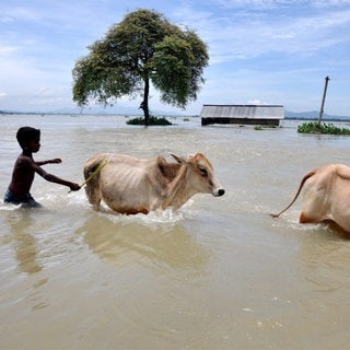 Symbolbild: Ein Junge treibt nach schweren Überschwemmungen 2017 in Indien Kühe durch Wasser. Weil es öfter zu Unwettern kommt, entsteht eine Notunterkunft für Tiere, die von Naturkatastrophen betroffen sind.